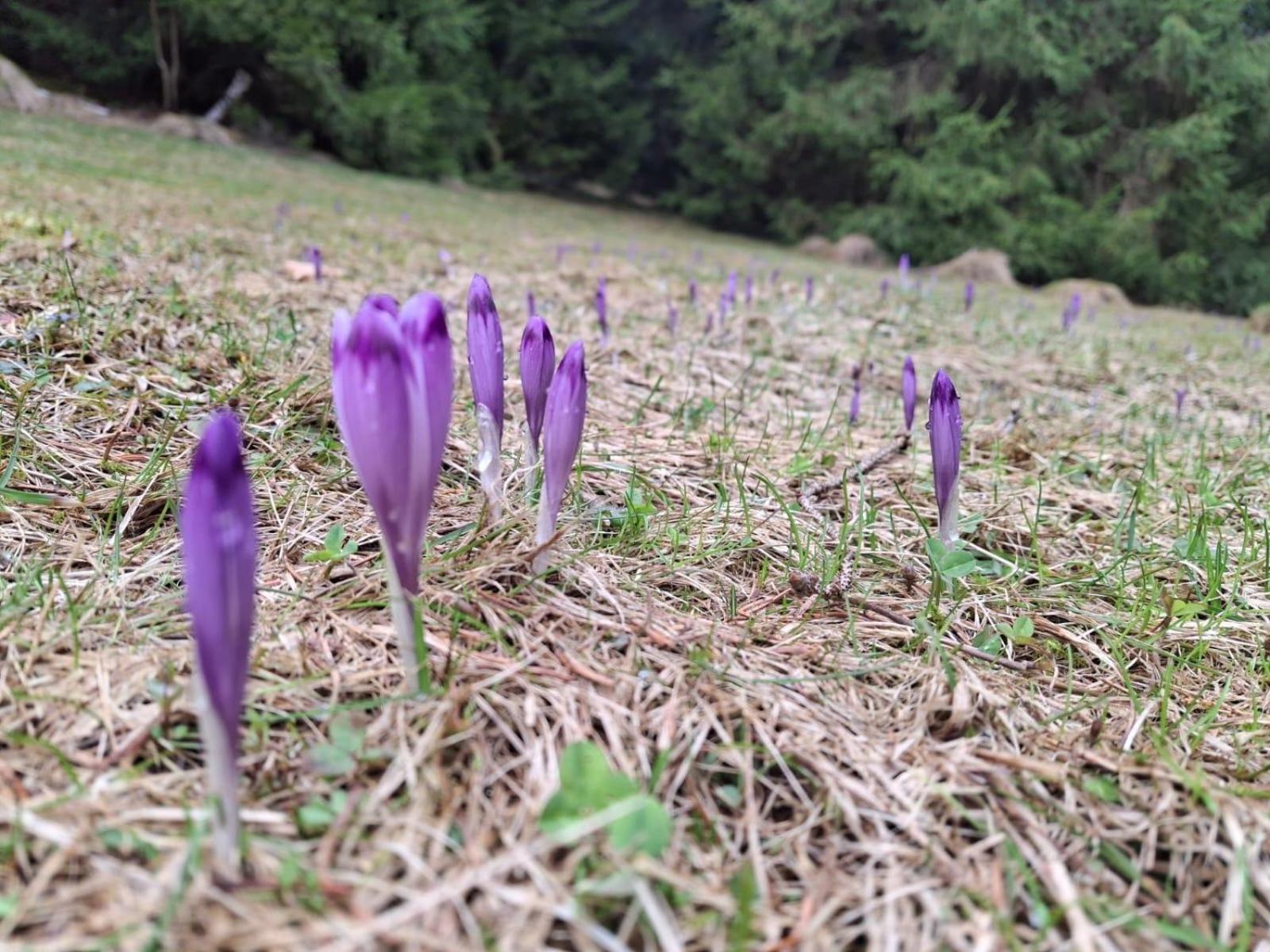 Vila Lesna Bacowka Nowy Targ Exteriér fotografie